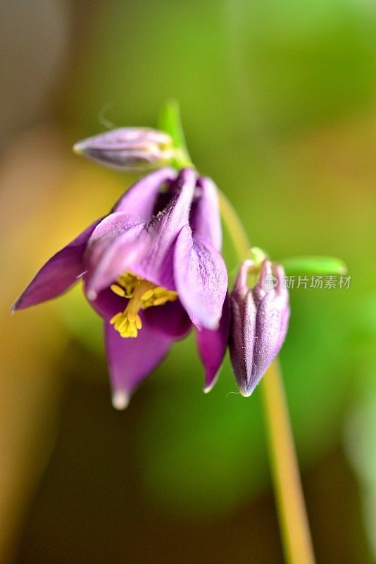 水仙花/耧斗菜花